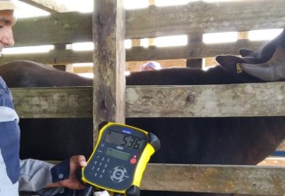 Pecuaristas de Oriximiná celebram bons resultados em Dia de Campo