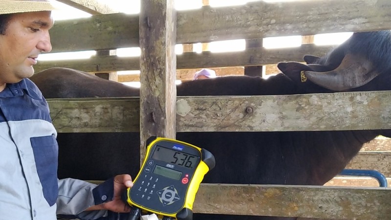 Pecuaristas de Oriximiná celebram bons resultados em Dia de Campo