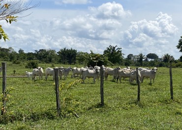 Sai o desmatamento, entram os benefícios na fazenda