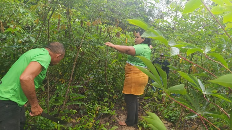 Sistemas agroflorestais são implantados em comunidade rural de Terra Santa (PA)