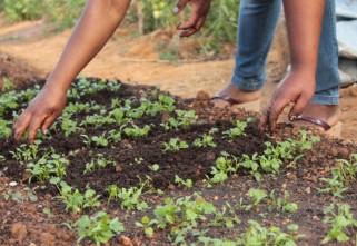 Censo Agro: 54,4% se declaram Pardos e Pretos nos estabelecimentos da agricultura familiar
